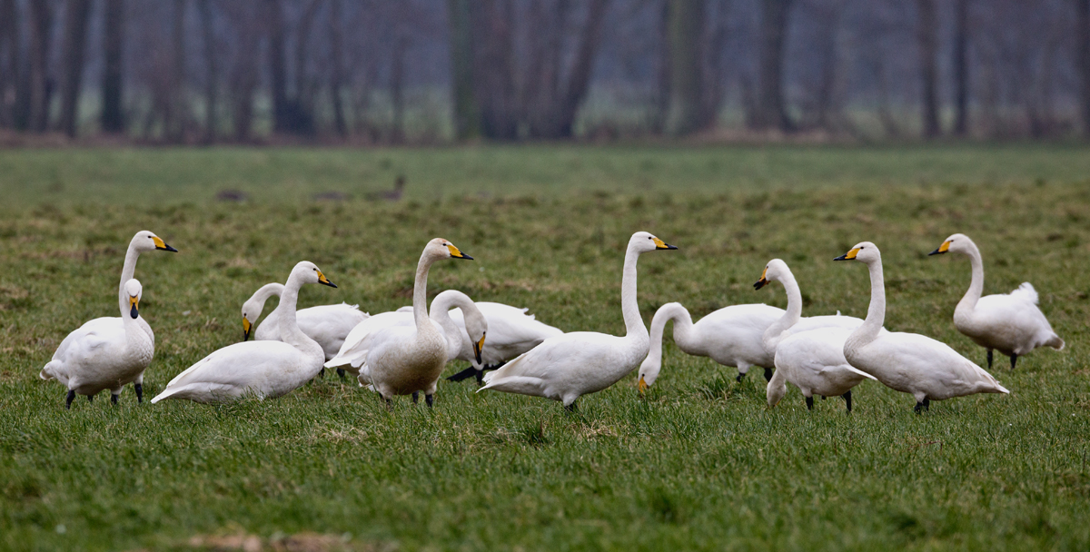 Ohne Zwerge, vor dem wenigen Schnee...