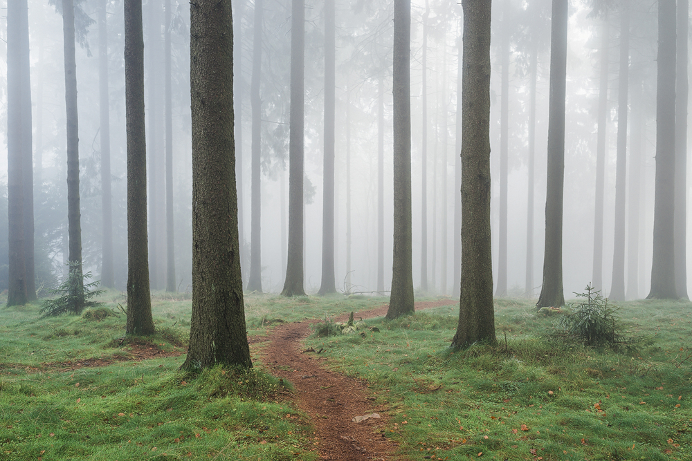 Nebelwald
