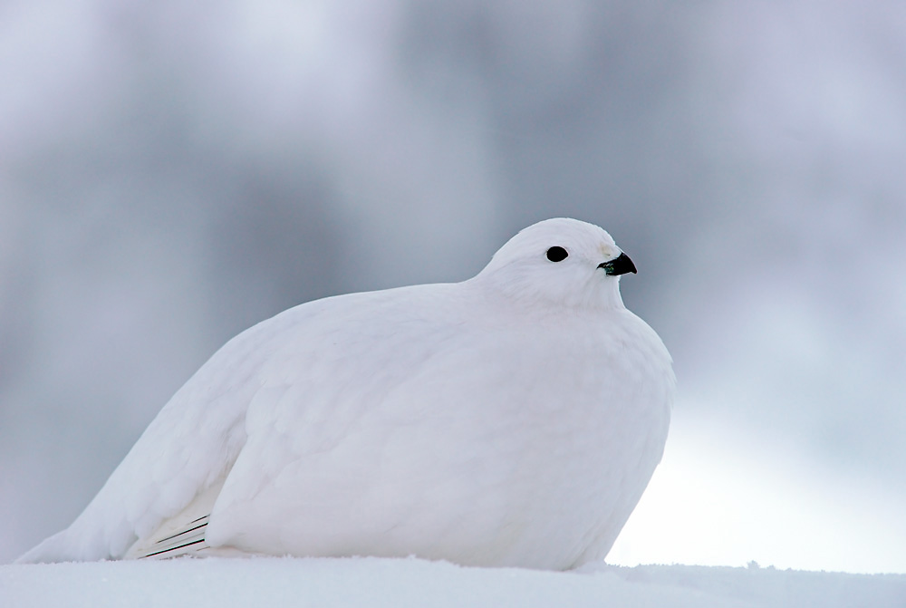 Moorschneehuhn