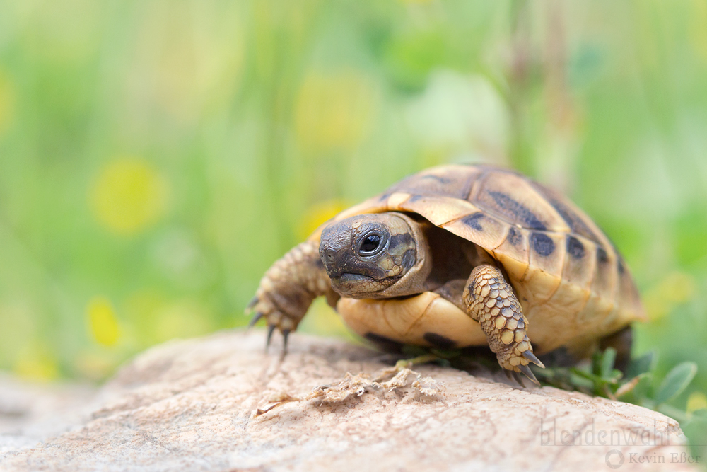 Griechische Landschildkröte ~ Baby (Forum für Naturfotografen)