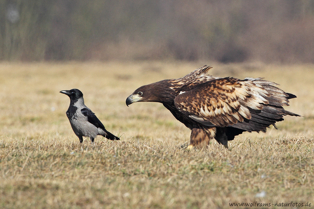 Seeadler (Haliaeetus albicilla)