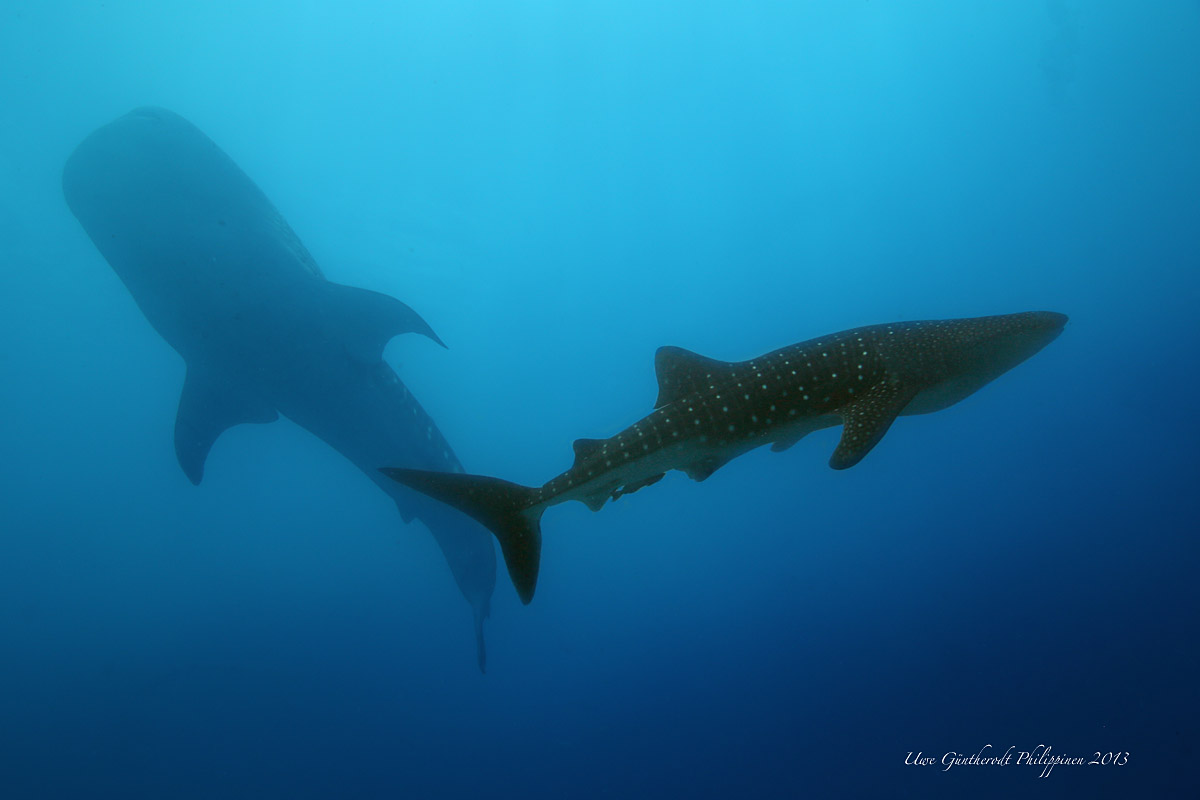 Walhaie (Forum für Naturfotografen)