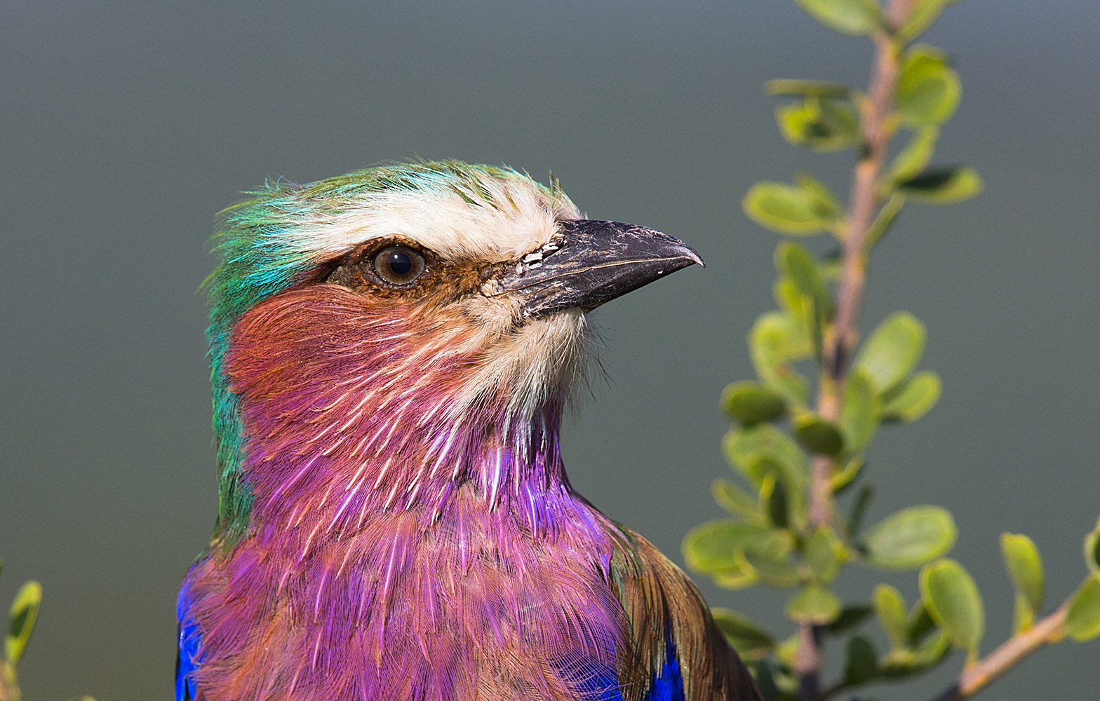 Gabelracke (Coracias caudatus)