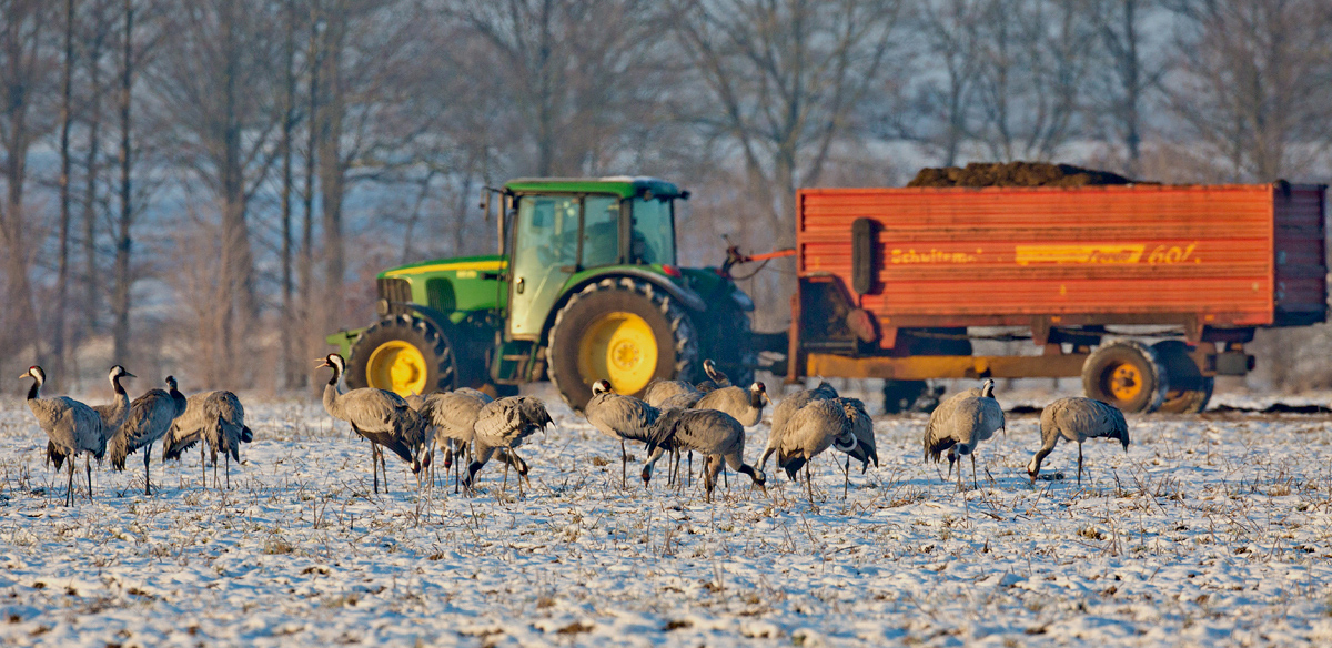 Der Silagewagen ist gekommen...