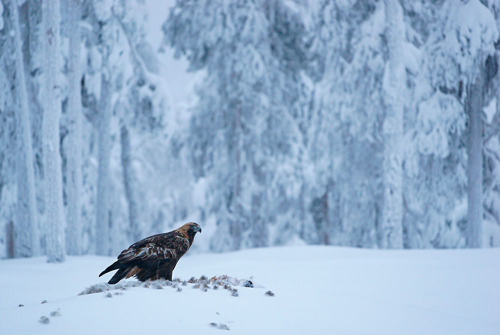 Steinadler