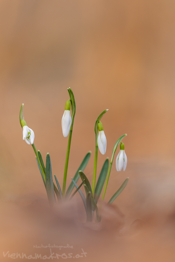 Schneeglöckchen