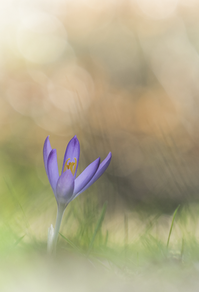 Frühling II
