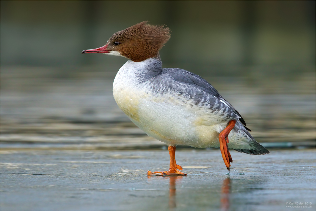 Gänsesägerin