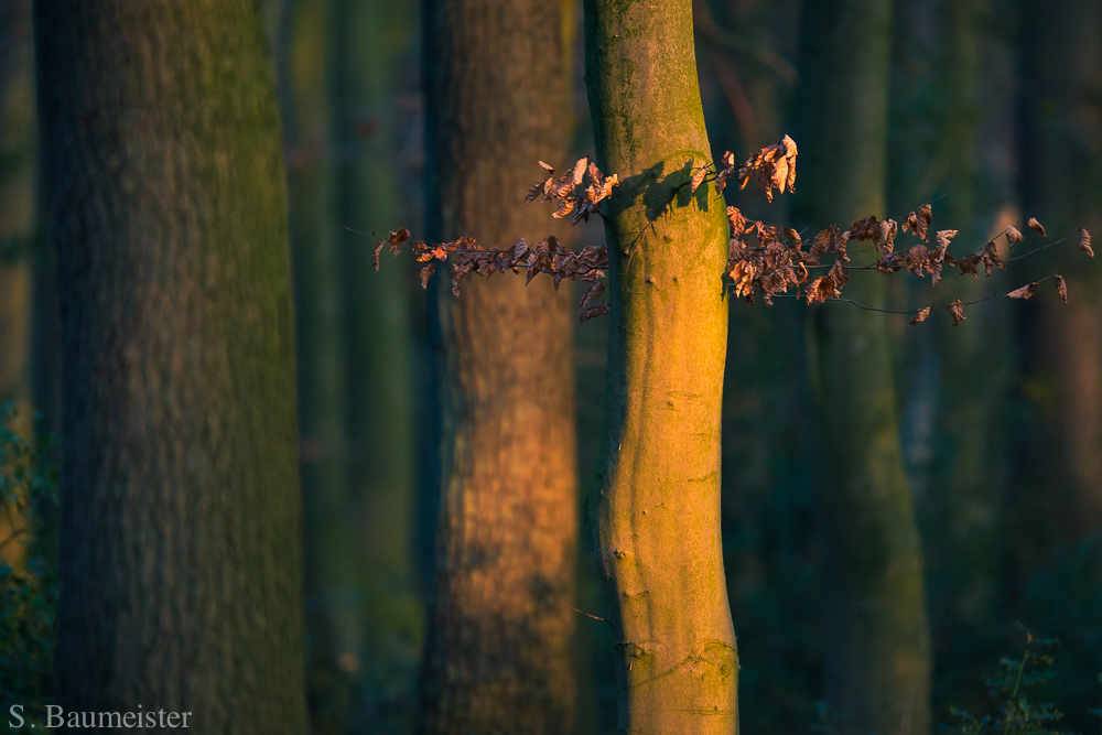 Frühlingsonne im Winter auf Herbstlaub