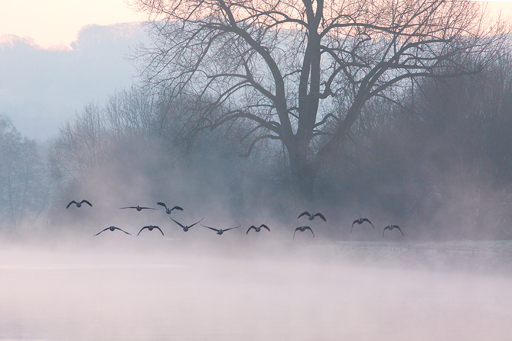 Linienflug