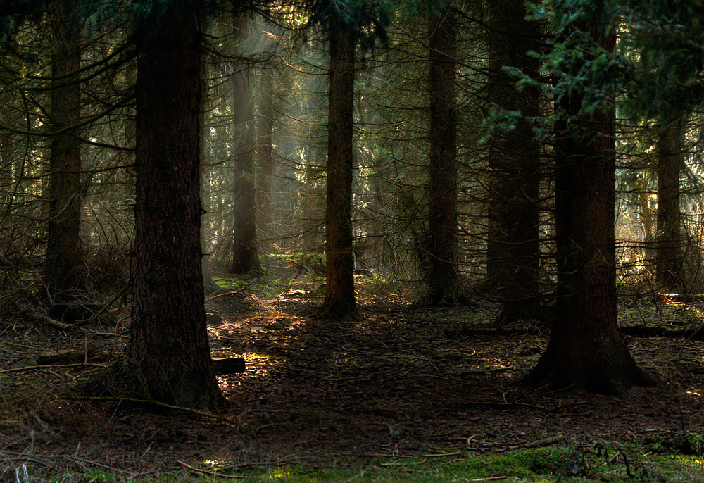 der nächste Wald