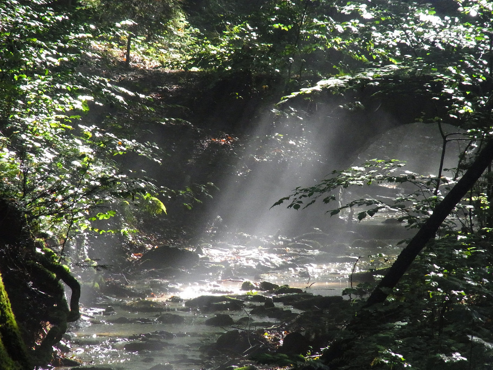 Morgens am Steinbrückle