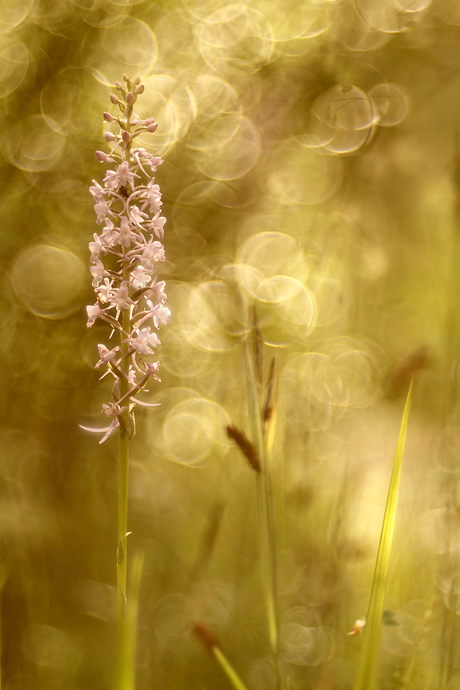 meine erste Orchidee