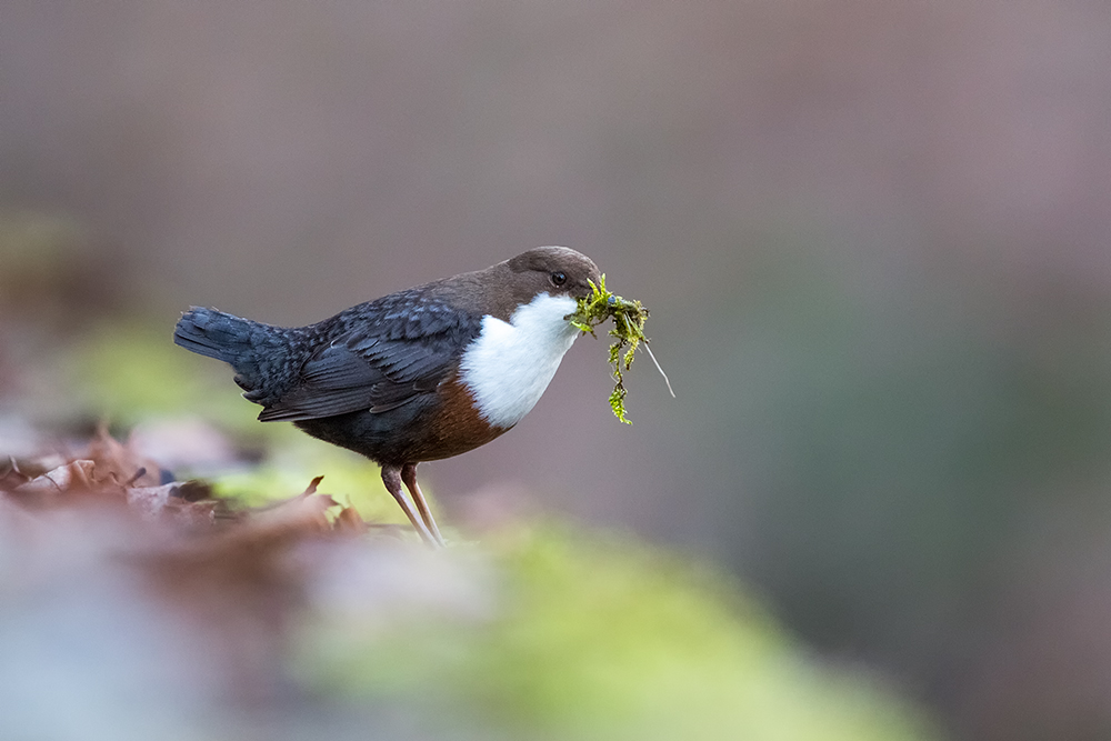 Wasseramsel (Cinclus cinclus)