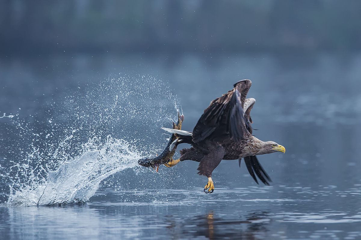 Seeadler und Hecht