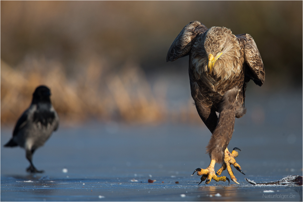 Riverdance