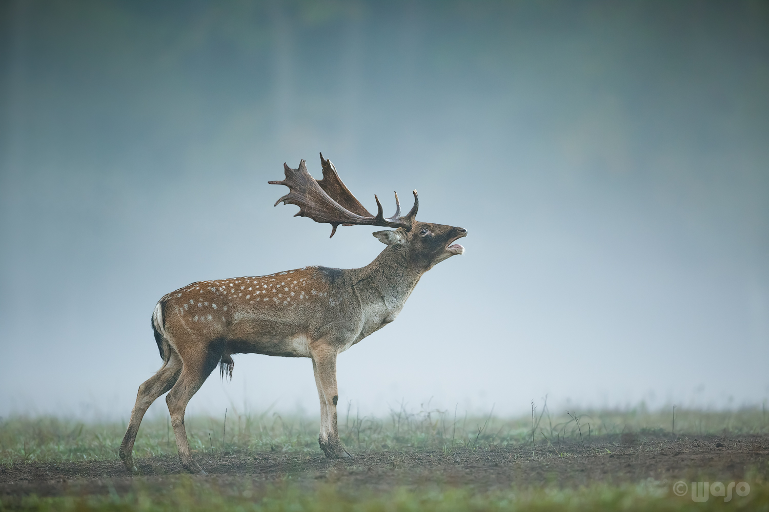Brunft Nachlese