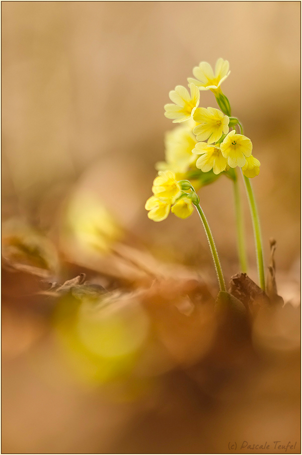 Es muss doch endlich Frühling werden