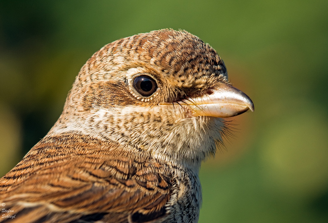 Neuntöterportrait