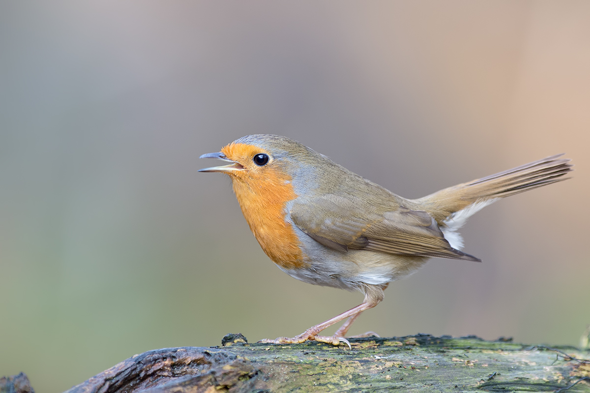 Frühlingsgesang