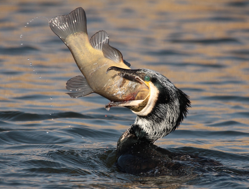 Kormoran mit Schlei