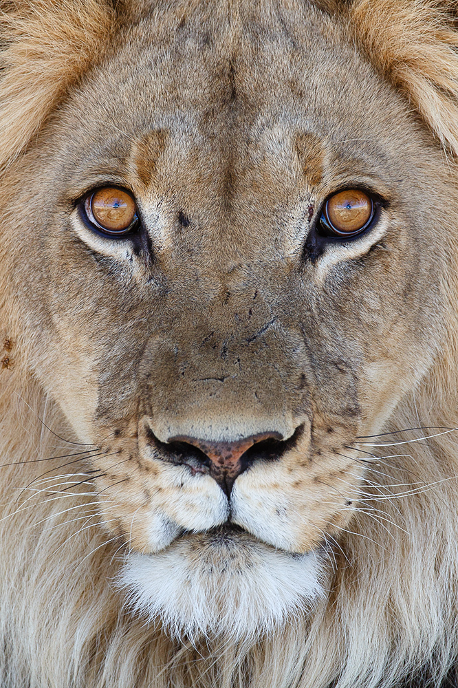 Kalahari-Löwe ND