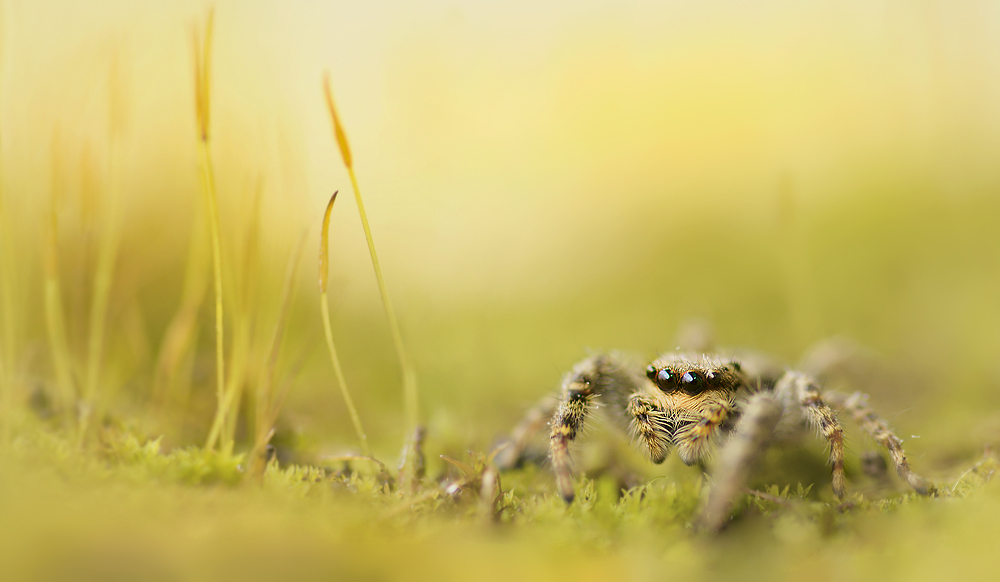 Rindenspringspinne