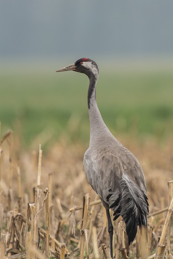 Kranich (Grus grus)