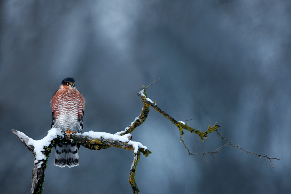 Wintergewitter