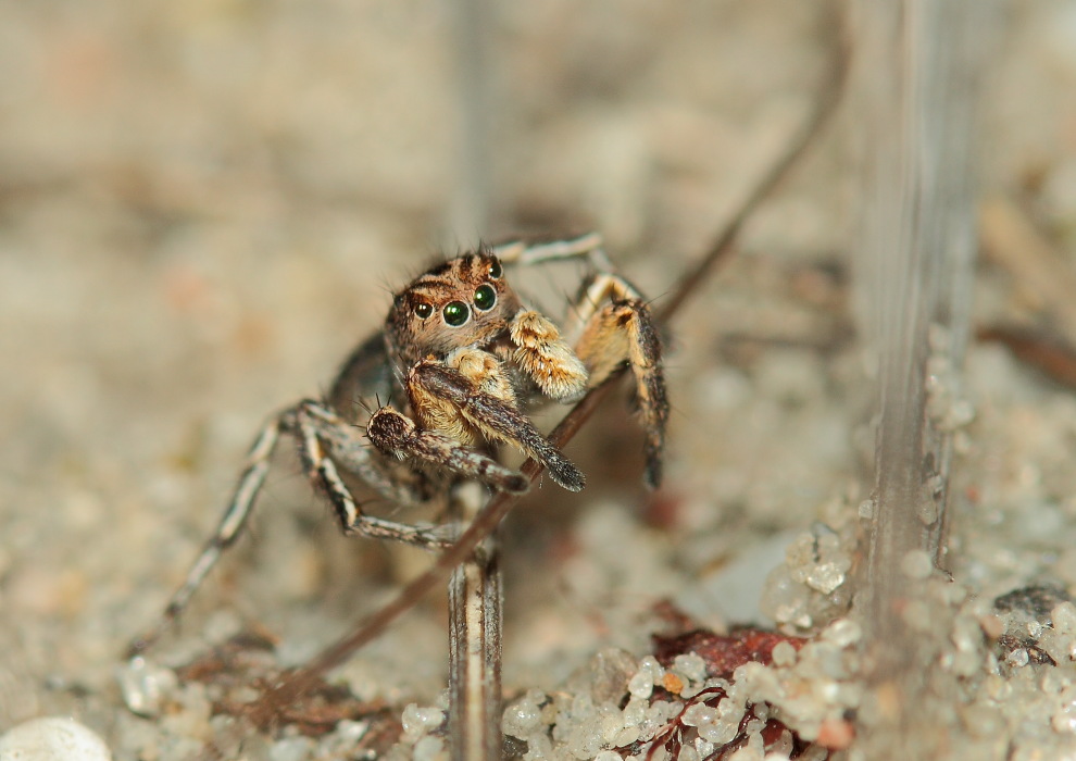 V-Borstenspringspinnenmännchen,