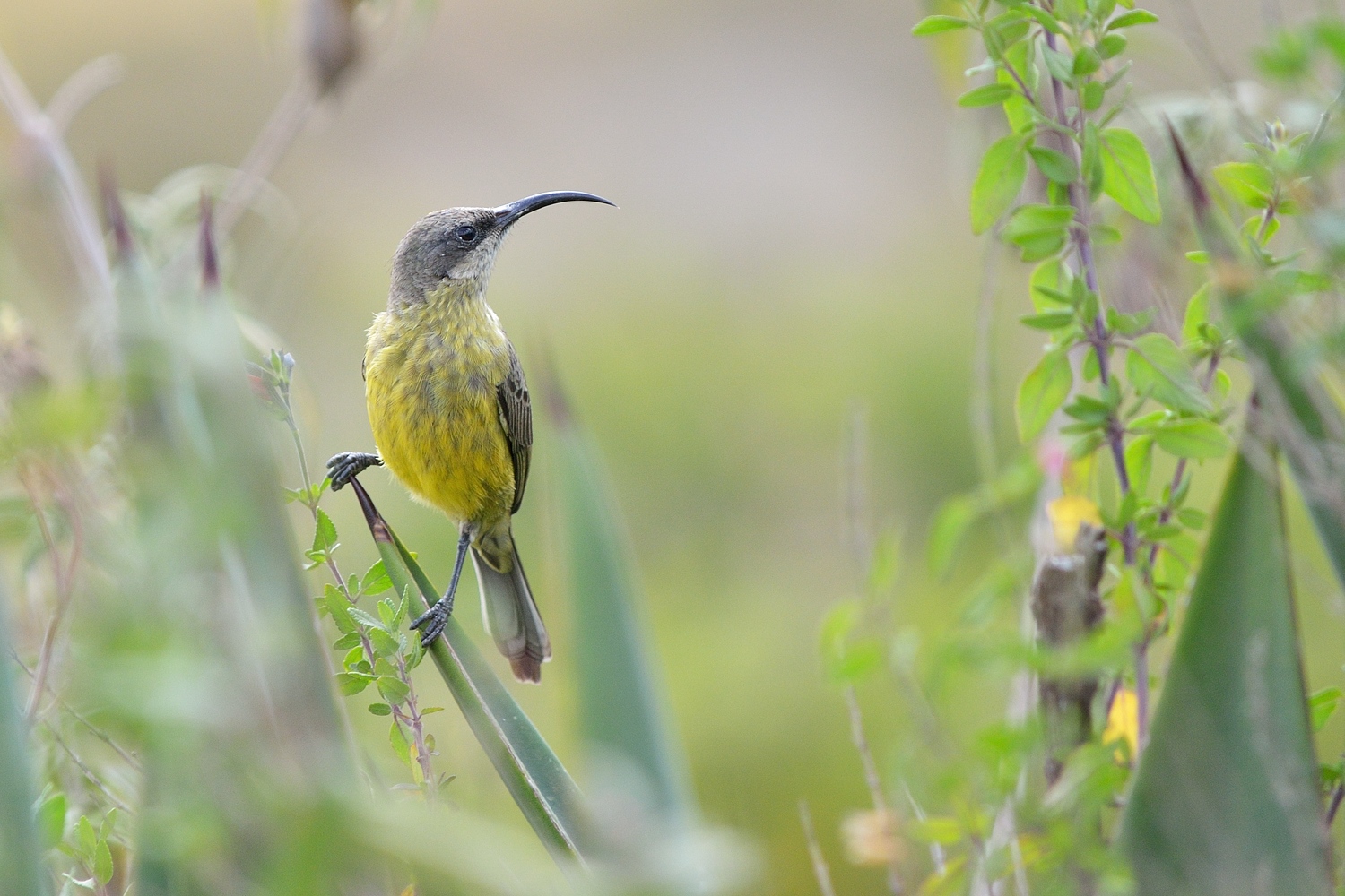 Weiblicher Ziernektarvogel