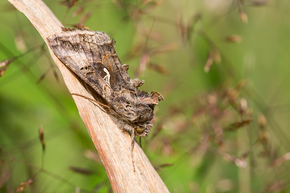 Gammaeule (Autographa gamma)