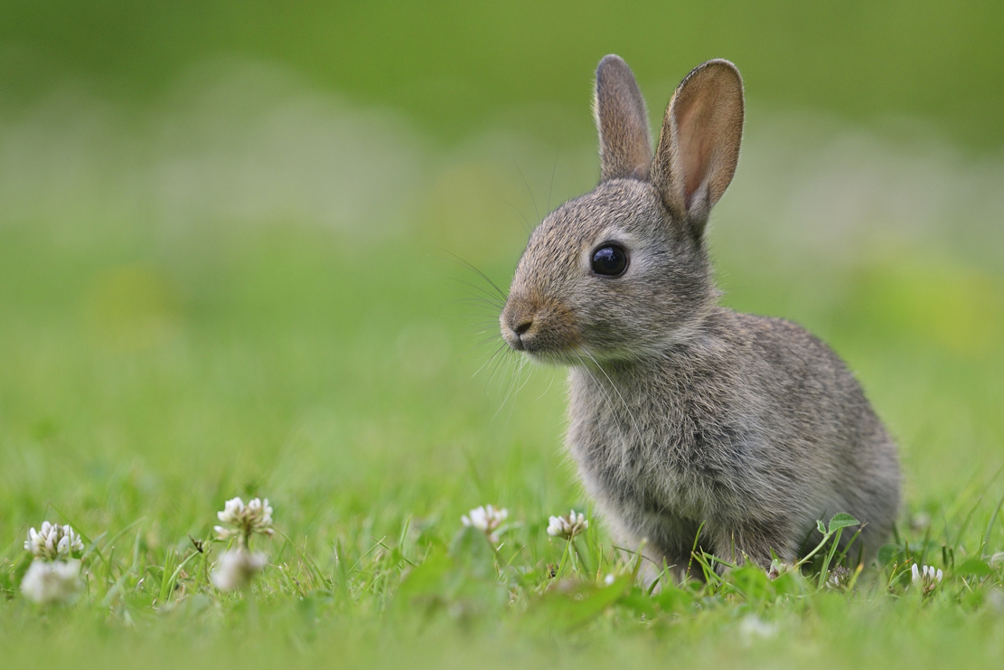Kaninchen (Forum für Naturfotografen)