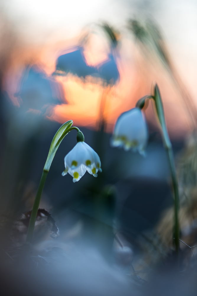 ~ warm und kalt ~ (Forum für Naturfotografen)