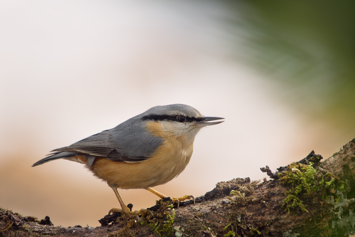 Der Kleiber,unser Hausvogel