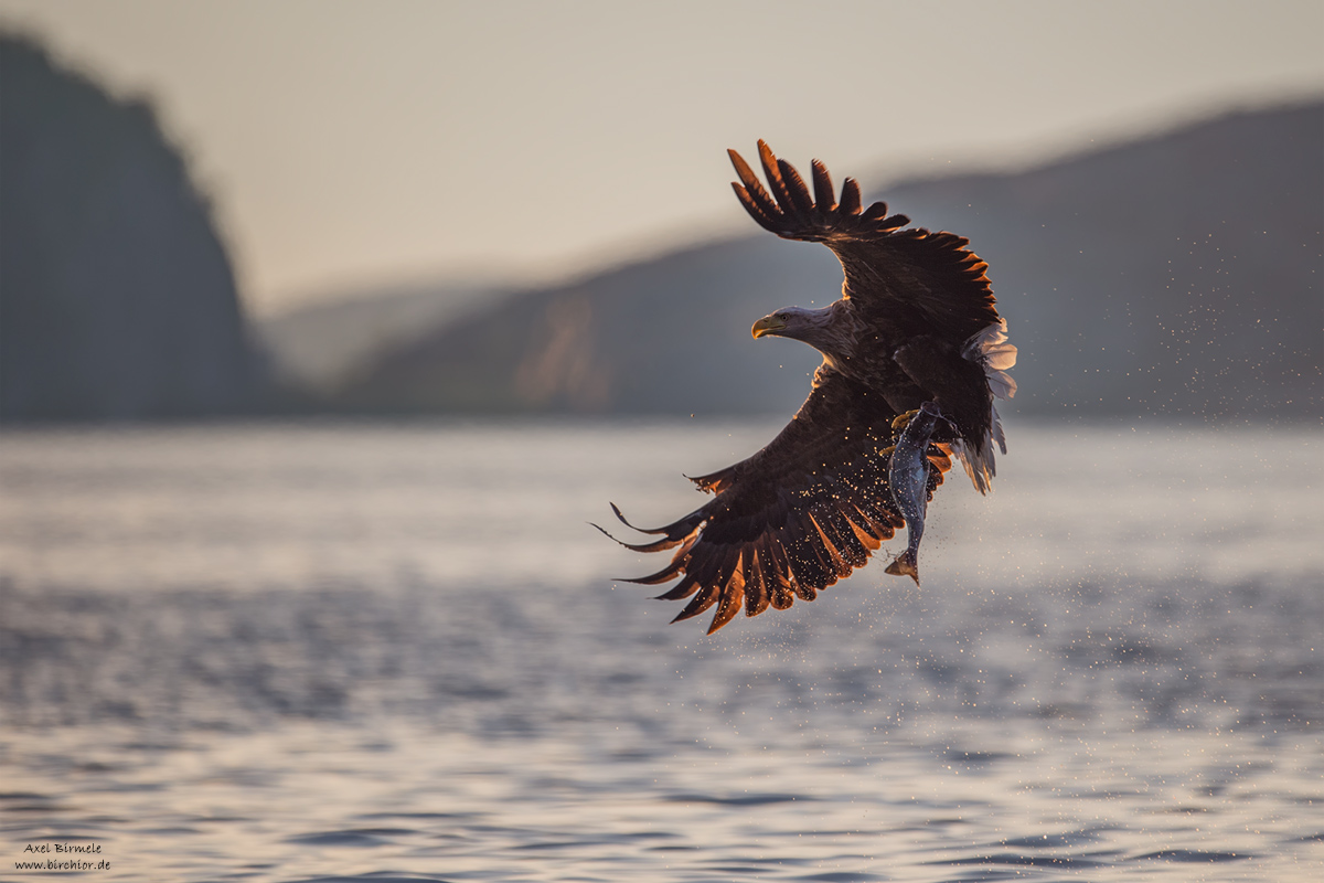 Seeadler VII