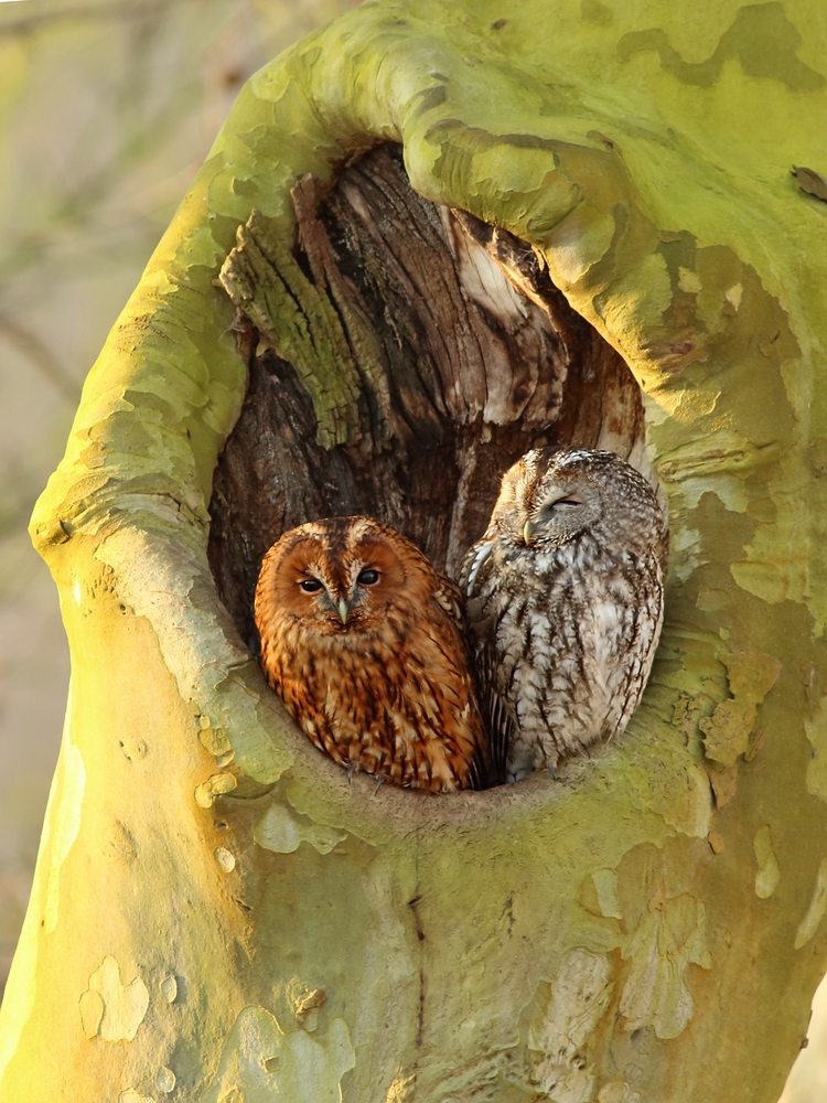 Kauzpärchen in der frühen Morgensonne