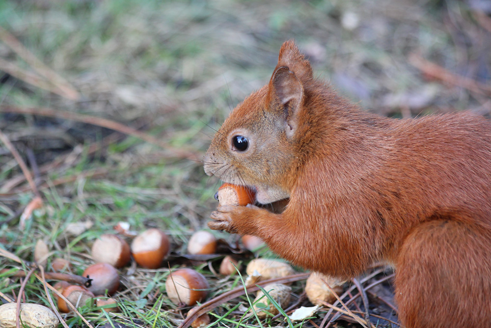 Hamsterhörnchen.