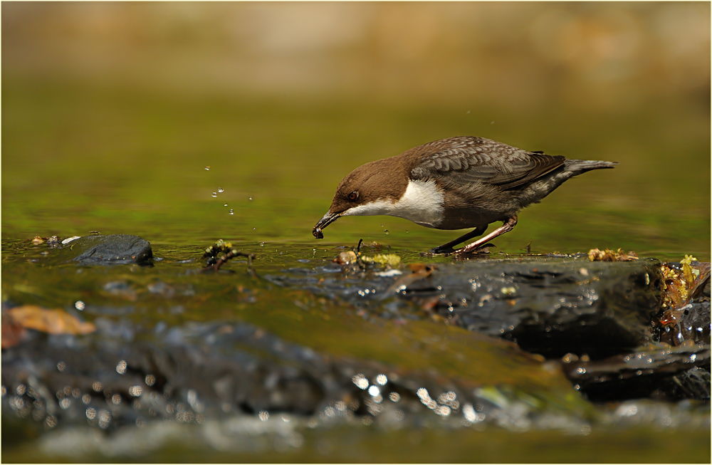 Wasseramsel