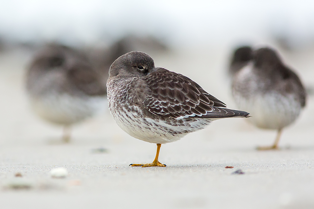 Meerstrandläufer