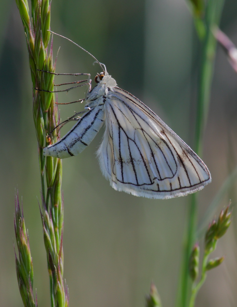 Siona lineata