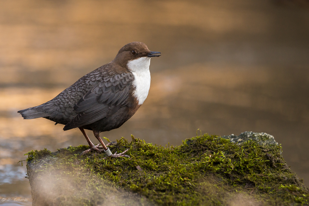 Wasseramsel