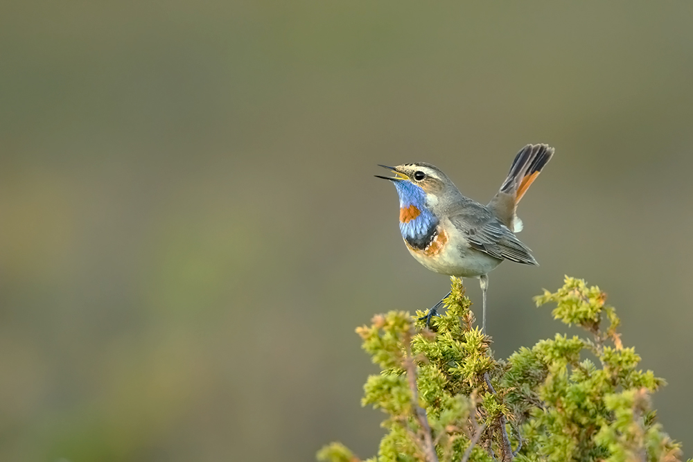 Blaukehlchen