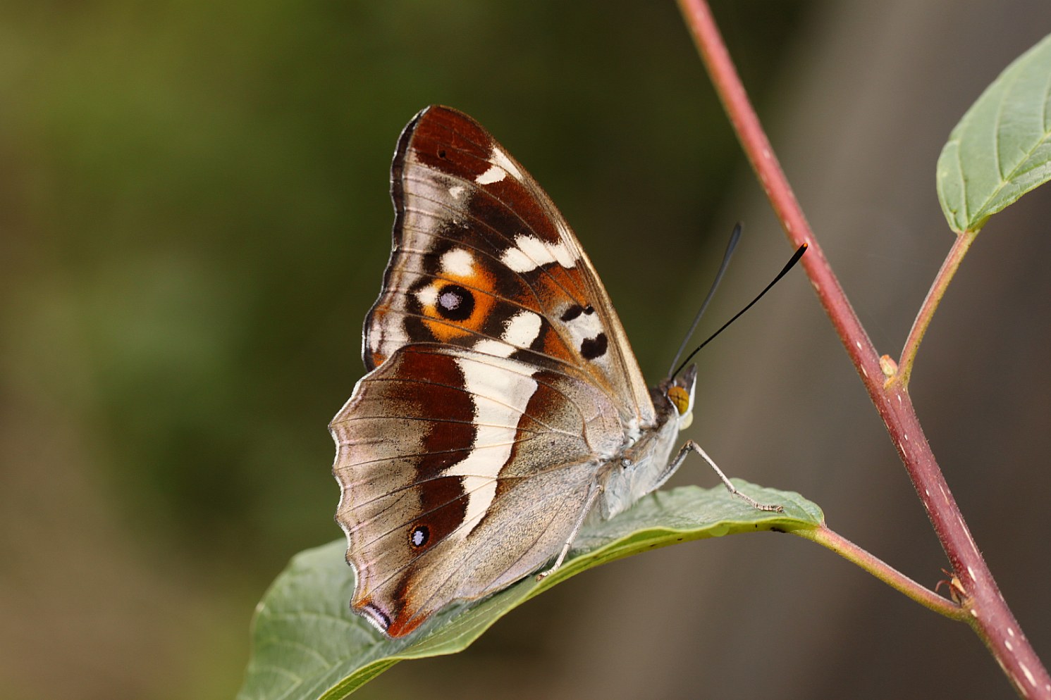 Großer Schillerfalter