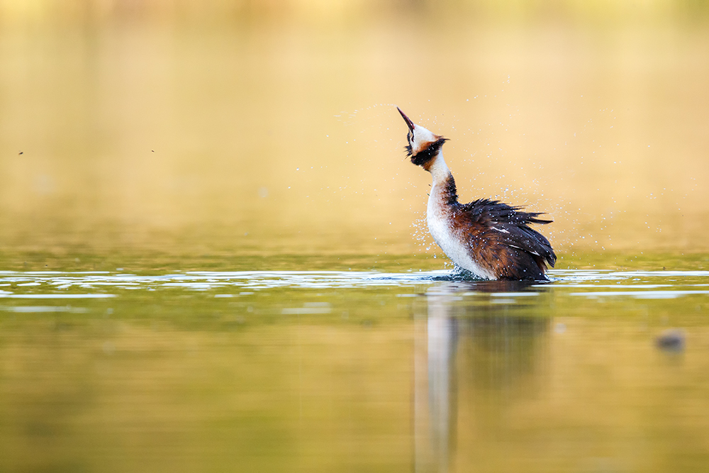 Wasser abschütteln