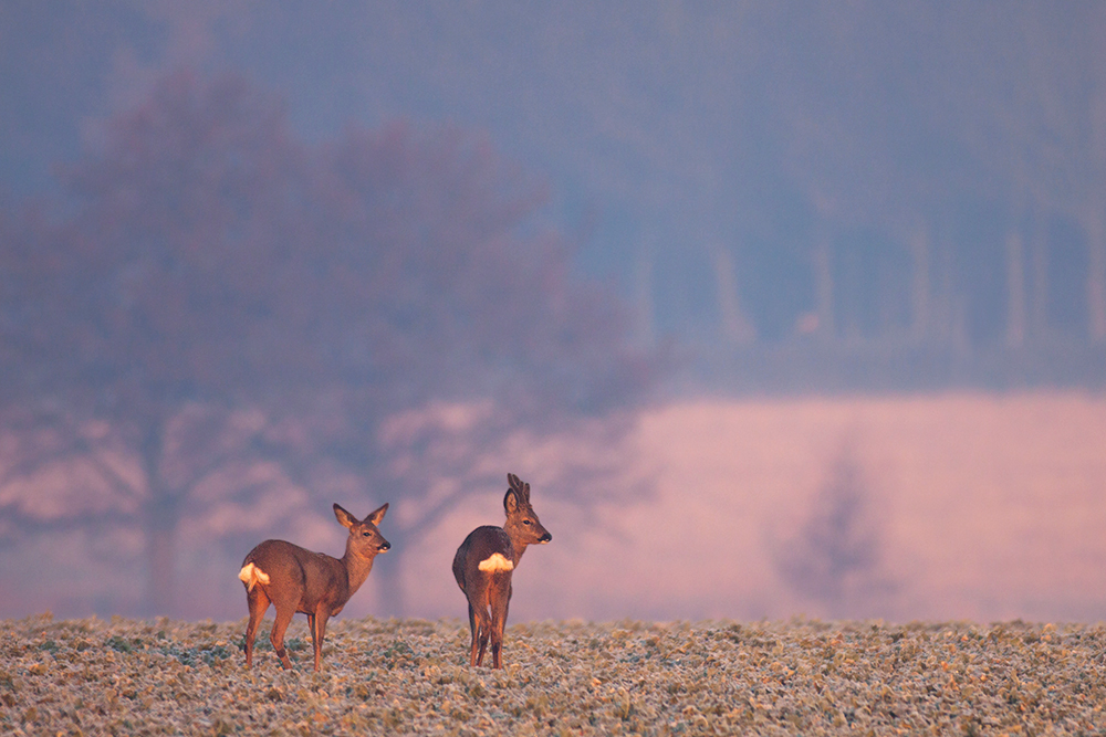 ein frostiger Herbstmorgen