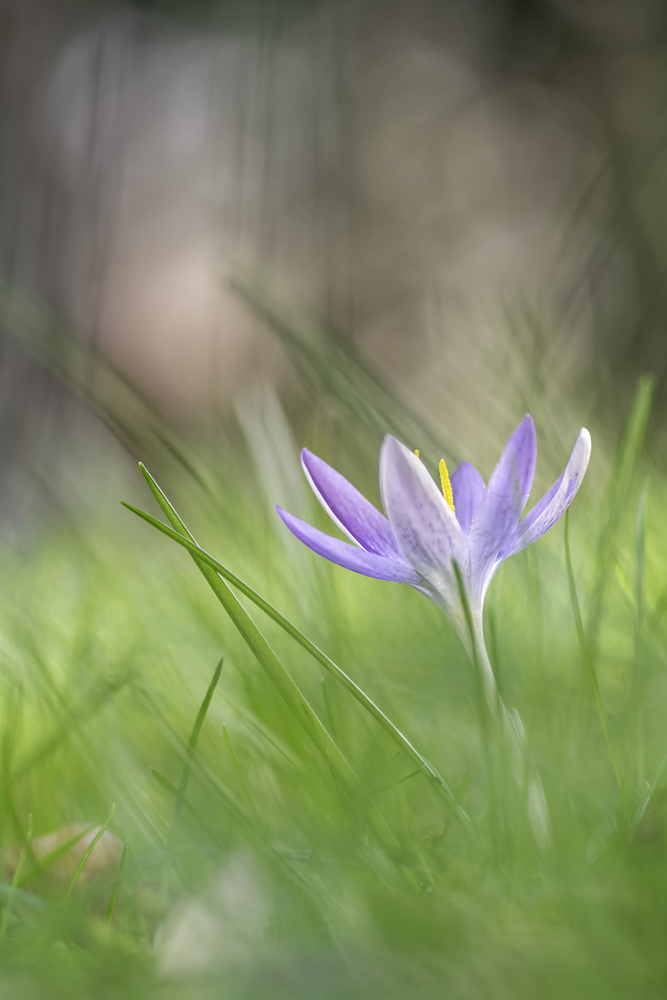 Krokus