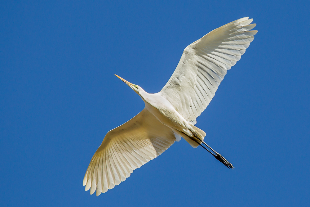 Überflieger