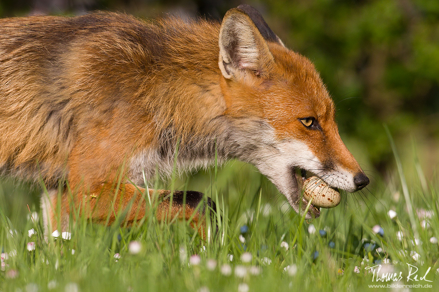 Fuchs du hast das Ei gestohlen...