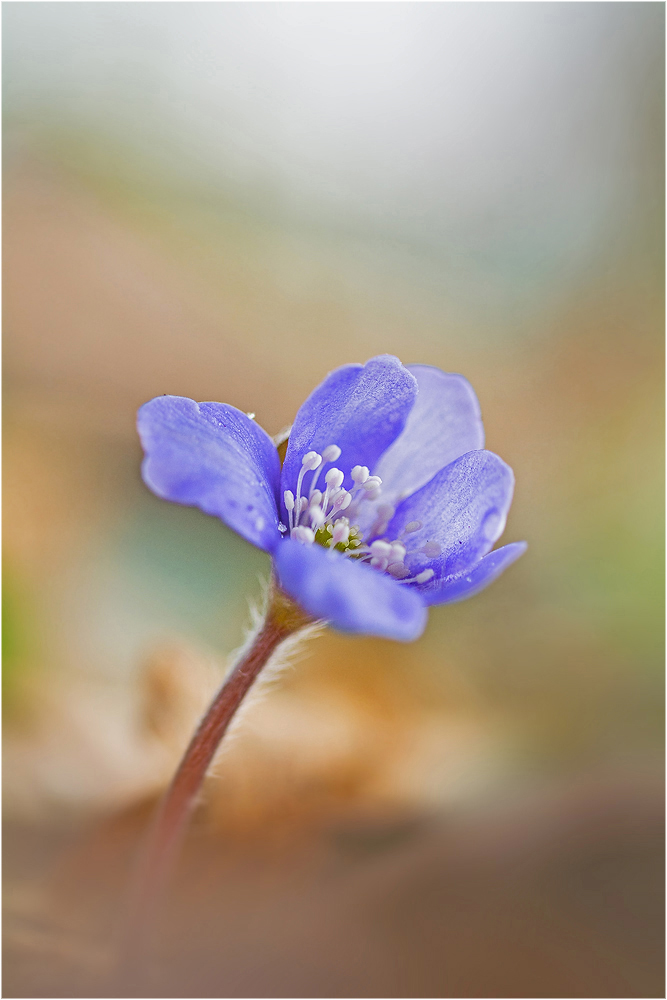 Leberblümchen..